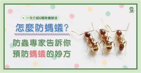 房子很多螞蟻|怎麼防螞蟻？螞蟻大軍怕什麼？居家螞蟻防治專家告訴。